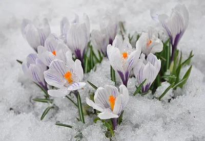 Весна крокусы — Фото №287928