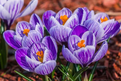 Крокусы Весенние Цветы Весна - Бесплатное фото на Pixabay - Pixabay