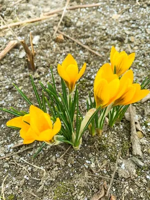 Подарок к юбилею: весной в Хааберсти расцветет море цветов | Stolitsa.ee -  новостной портал города Таллинн