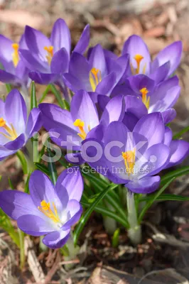 Первые Весенние Цветы Крокус стоковое фото ©PantherMediaSeller 333361796