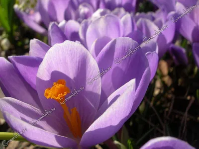 Крокус крупноцветковый весенний Flower Record - «На улице серость, сырость,  да и вообще не очень комфортно... И вот среди этой беспросветной скуки  зацвели очаровательные весенние цветы - Крокусы. Заходим в отзыв и