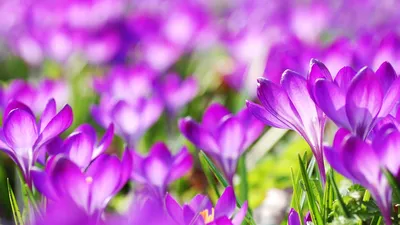 Цветы крокусы - фото всех видов цветка. Посадка в саду, уход и размножение