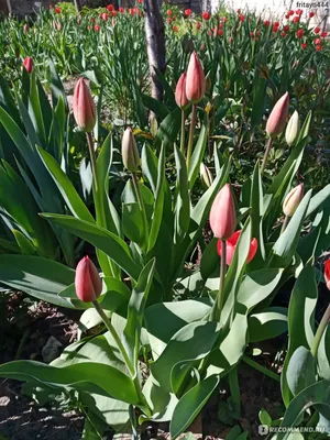 Референс тюльпана | Тюльпаны, Цветы, Весенние цветы