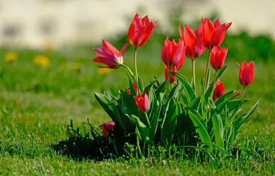 прекрасные яркие весенние цветы тюльпаны Стоковое Изображение - изображение  насчитывающей зеленый, конструкция: 216764497