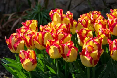 Тюльпан (Tulipa) - «Весенние цветы, которые радуют первыми. » | отзывы