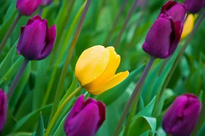 Тюльпаны в декабре🤍💜 Сезон на эти весенние цветы уже начался🤩 Букет в  наличии👌🏼 35 Тюльпанов . #выбудетенашимклиентом #mariflowerssmr #цв… |  Instagram