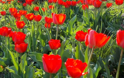 Скачать обои весенние, цветы, пинк, букет, тюльпаны разрешение 1600x900  #130749