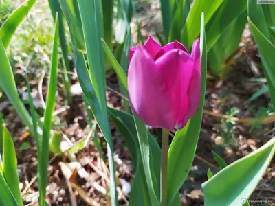 в саду расцвели весенние тюльпаны. красные тюльпаны на кровати в саду. весенние  цветы. Стоковое Изображение - изображение насчитывающей тюльпаны, цветки:  215654925