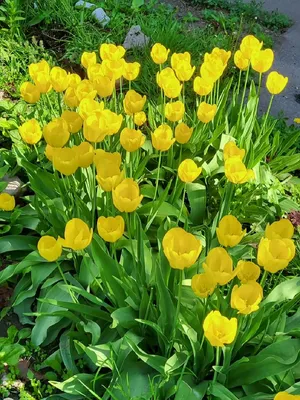 Купить весенние цветы тюльпаны DF-2030 с доставкой заказать весенние цветы  тюльпаны в ❤ДеФлор