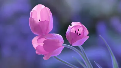 Deco flowers - Приближается замечательный, всеми любимый весенний праздник  - 8 МАРТА 💐 ⠀ В этот день традиционно принято дарить женщинам самые весенние  цветы, а именно - тюльпаны 🌷 ⠀ Предзаказ к