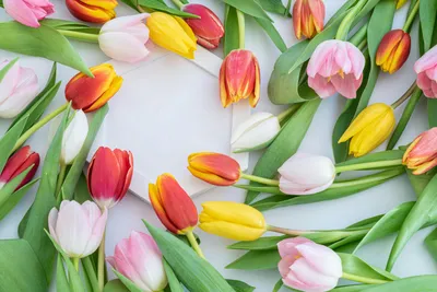 Букет из 75 белых и розовых тюльпанов в корзине купить с бесплатной  доставкой в Москве по цене 9 800 руб.