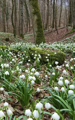 Белые Лесные весенние цветы - фото и картинки: 62 штук
