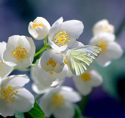 Картинки с пожеланиями весенние цветы (43 фото) » Юмор, позитив и много  смешных картинок