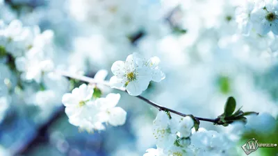 Скачать обои Весенние цветы (Цветок, Фото, Макро, Весна) для рабочего стола  1920х1080 (16:9) бесплатно, Макро фото Весенние цветы Цветок, Фото, Макро,  Весна на рабочий стол. | WPAPERS.RU (Wallpapers).