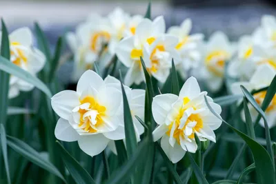 Белые весенние цветы - 58 фото