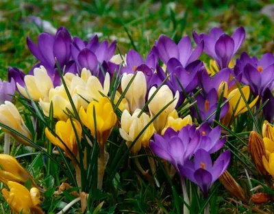 Ранние весенние цветы самые популярные садовые сорта - archidea.com.ua