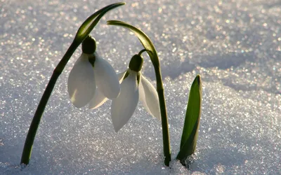 Весенних цветов в снегу фотографии
