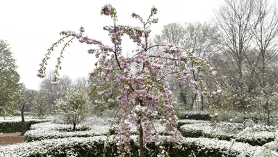 Освежающие весенние цветы на снежном фоне: прекрасные картинки в формате webp