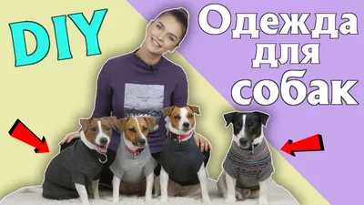 Купить весеннюю одежду для собак и кошек на все породы в интернет магазине