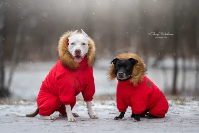 Купить Куртка-дождевик для маленьких собак, зимний комбинезон для собак,  комбинезон из полиэстера с капюшоном, одежда для собак, уличная  водонепроницаемая одежда с капюшоном | Joom