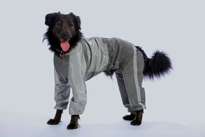 Комбинезон зимний для крупных собак с закрытым животом (одежда для собак),  5XL - купить с доставкой по выгодным ценам в интернет-магазине OZON  (524035686)