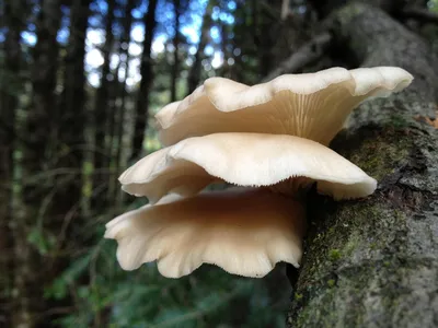 Лесные Вешенки Зимние грибы :: Олег Романенко – Социальная сеть ФотоКто
