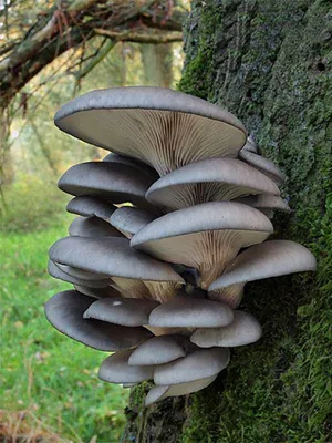 Вешенка обыкновенная (Pleurotus ostreatus) – Грибы Сибири