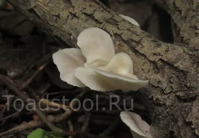Собираем грибы - вешенки лесные / We collect mushrooms - oyster mushrooms -  YouTube