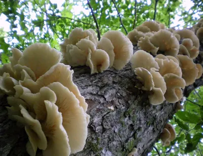 Pleurotus pulmonarius, Вешенка легочная