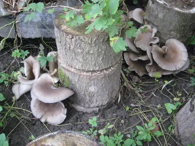 Какие грибы собирать в мае в Новосибирской области, вешенка легочная,  серно-желтый трутовик, майская рядовка 2022 года - 14 мая 2022 - НГС.ру