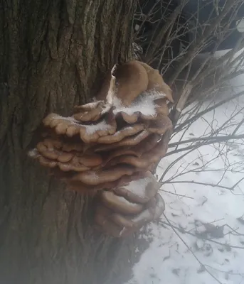 Pleurotus pulmonarius, Вешенка легочная