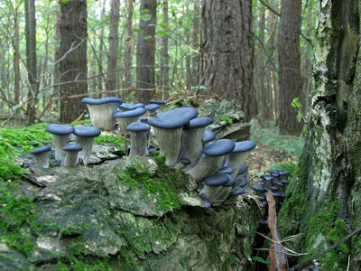 Фотокаталог грибов: Вешенка обыкновенная (Pleurotus ostreatus)