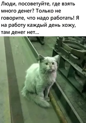 Смешные картинки для поднятия настроения (50 фото)