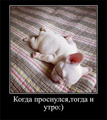 Прикольные картинки для хорошего настроения