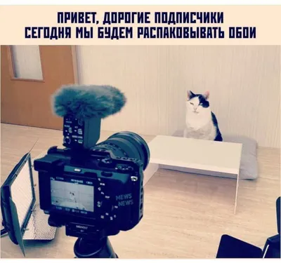 Веселые картинки для поднятия настроения