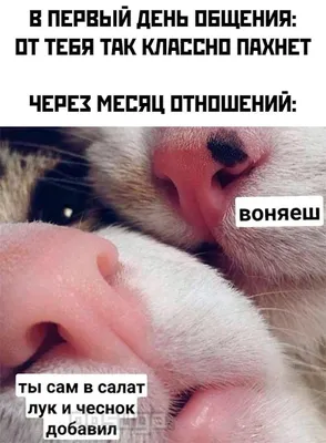 Наташка | Веселые картинки, Фотография юмор, Картинки для поднятия  настроения