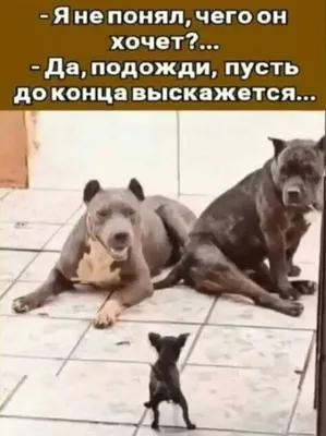Смешные картинки с надписями для поднятия настроения - Позитив » Dosuga.net  — Сайт Хорошего Настроения