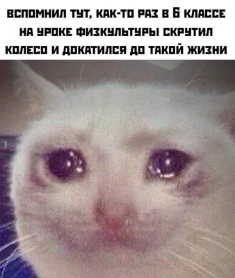 Смешные картинки для поднятия настроения