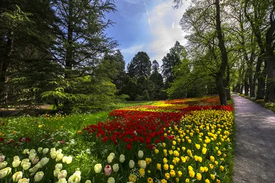Обои для рабочего стола Германия Mainau Island Весна Природа