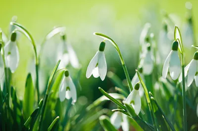 Обои flowers, цветы, бабочки, весна, белый фон на рабочий стол
