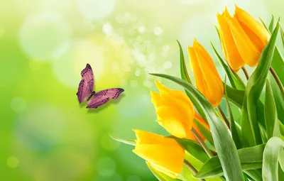 Обои для рабочего стола голландия Keukenhof Весна Природа Тюльпаны