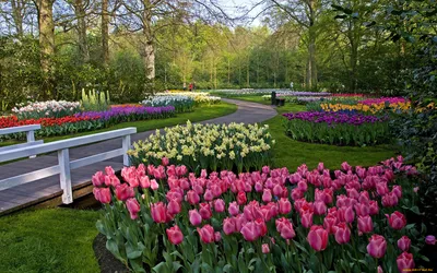 Обои Природа Парк, обои для рабочего стола, фотографии природа, парк, весна,  клумбы, тюльпаны Обои для рабочего стола, скачать обои картинки заставки на рабочий  стол.