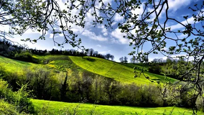 картинки : цветы, цвести, Hd, обои, весна, leaf leaves, филиал, природа,  дерево, лепесток, ботаника, цветущее растение, Ветка, fire cherry, Rosa  sericea, фотография, вишня в цвету, Многоцветная роза, Сухарь, Rosa  omeiensis, Розовая семья,