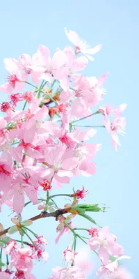Краснодарская весна | Пикабу