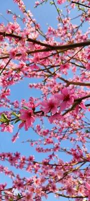 Обои для iPhone: Весна красна - Лайфхакер