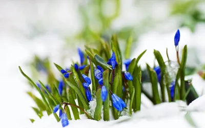 Природа весна на телефон- красивые заставки (106 ФОТО)