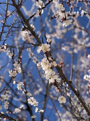 Фотоотчет «Весна идет — весне дорогу!» (6 фото). Воспитателям детских  садов, школьным учителям и педагогам - Маам.ру