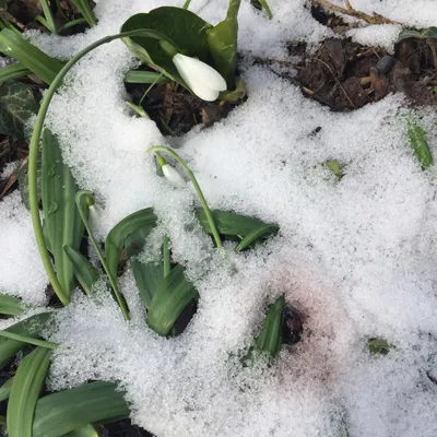 Весна идет: как действует наступление тепла на тело и психику - Reminder