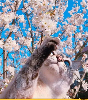 Magic cat - #сидимдома #covid19 #самоизоляция #весна #май #улыбнитесь #юмор  #ярисую #иллюстрации #иллюстрация #кот #котя #котики #magicshake74 |  Facebook