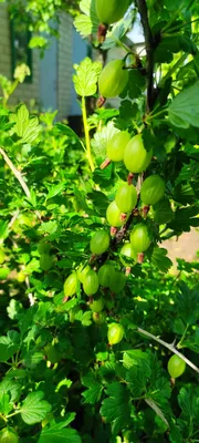 Усилия весны на Prunning заводах на даче Стоковое Фото - изображение  насчитывающей заводы, погода: 145987000